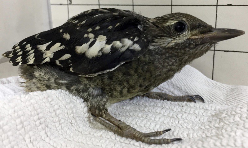 Four week old Yellow -bellied Sapsucker by Tufts Wildlife Clinic; permission is required for use.